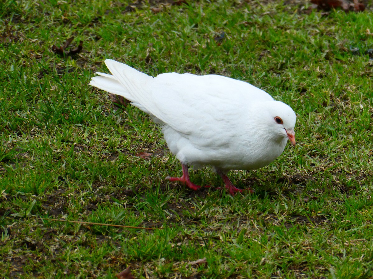 Rock Pigeon (Feral Pigeon) - ML620700097