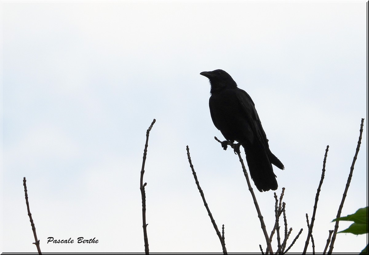 Fish Crow - ML620700100