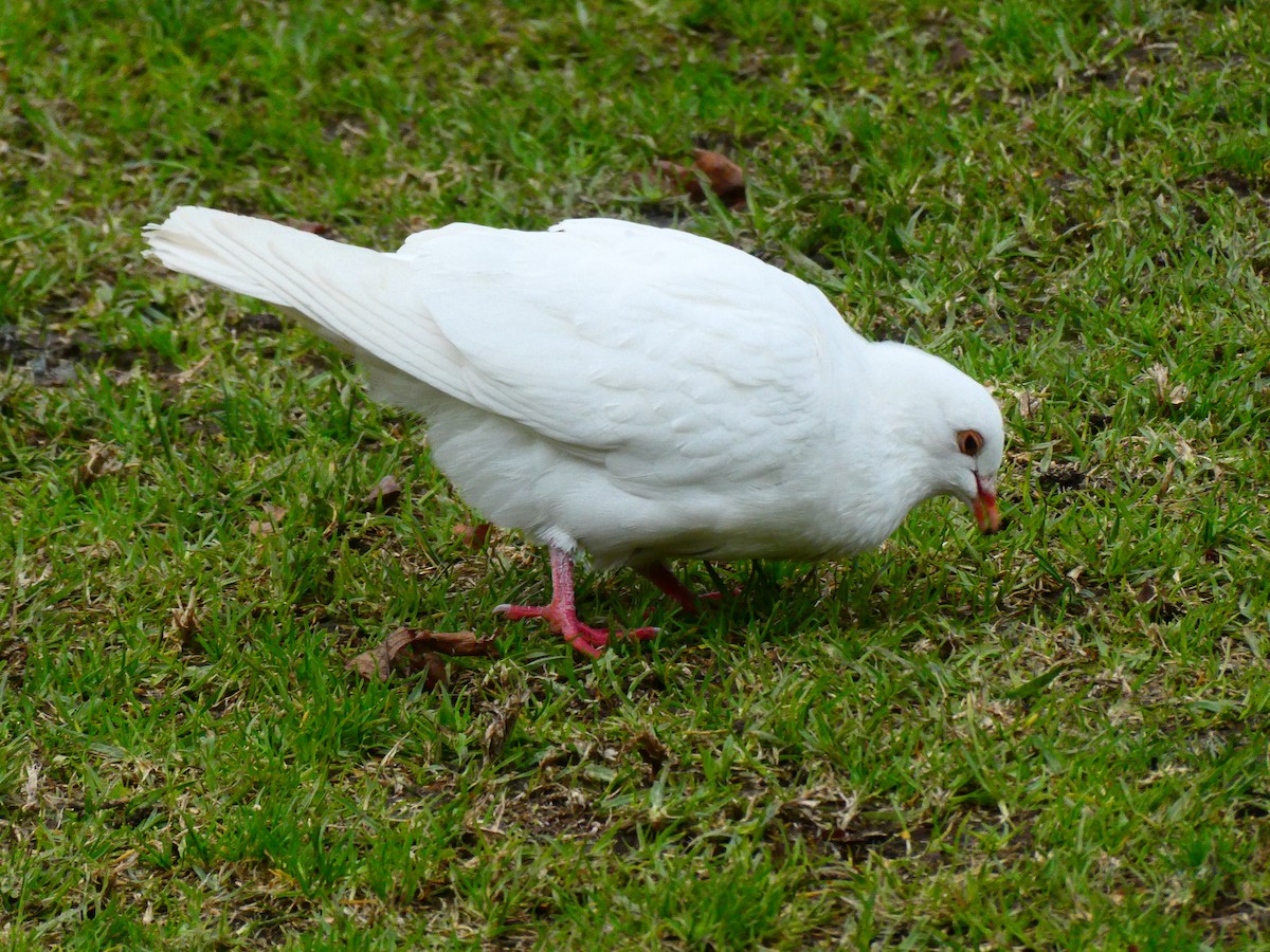 Rock Pigeon (Feral Pigeon) - ML620700103