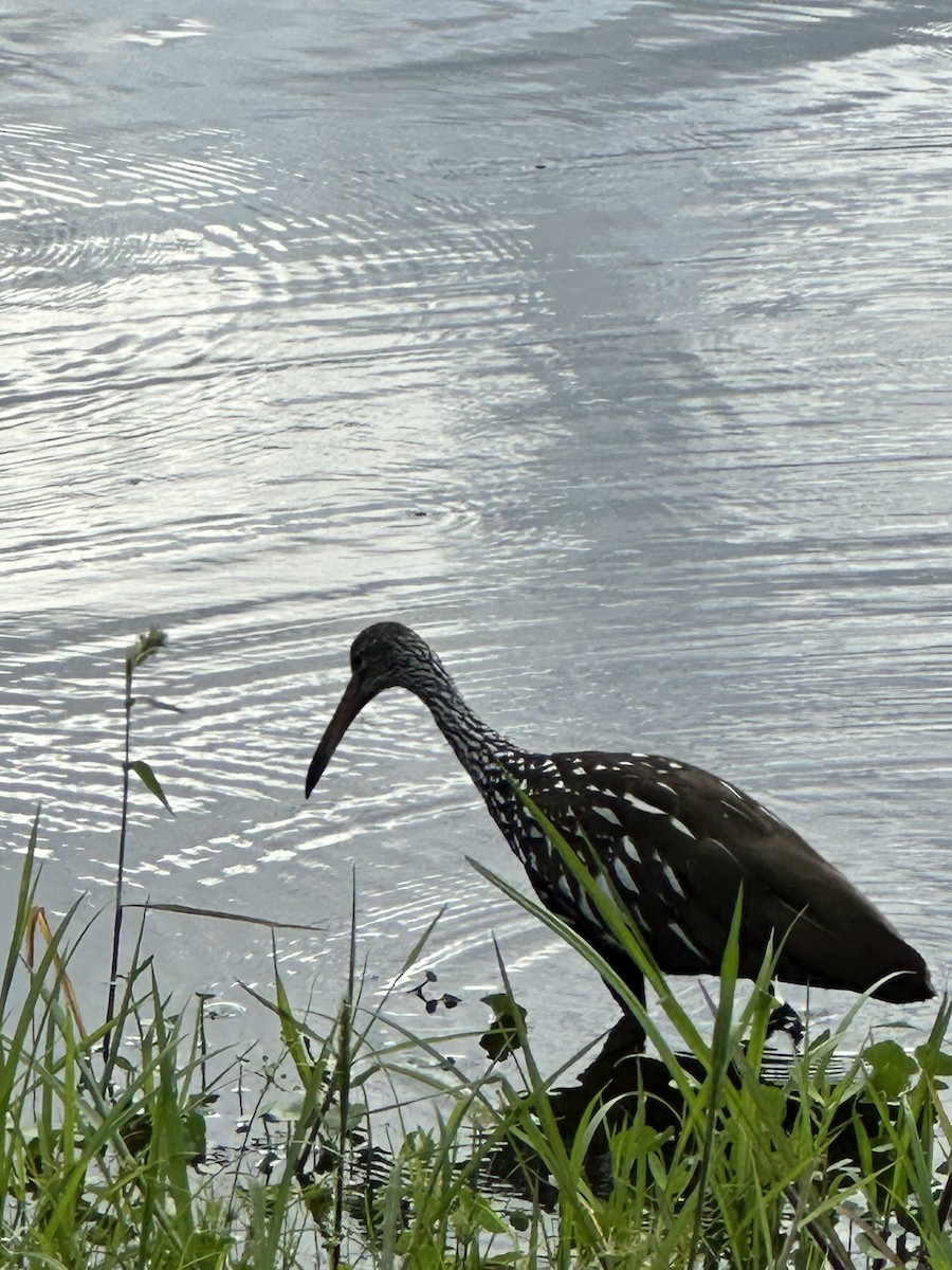 Limpkin - ML620700106