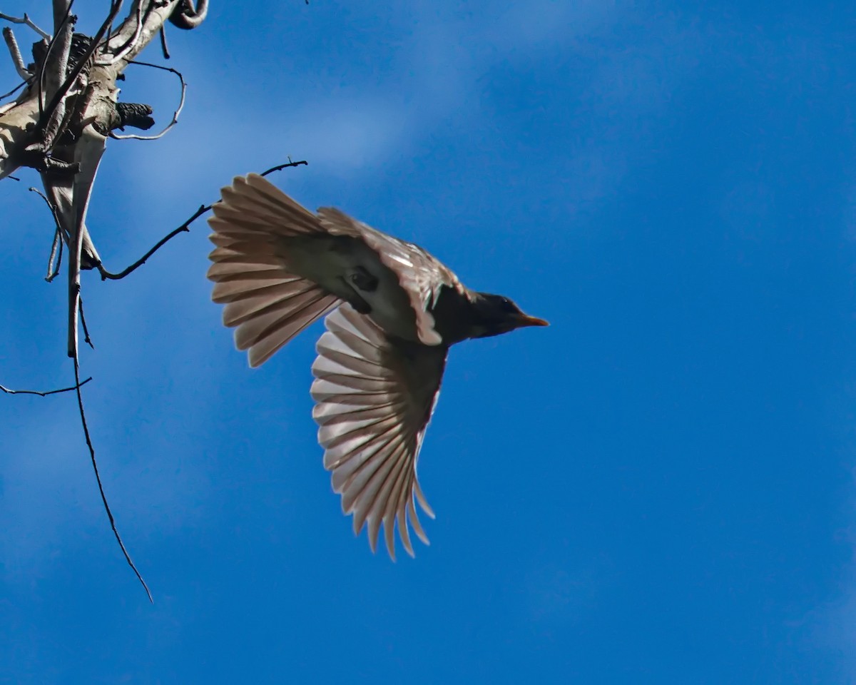 Creamy-bellied Thrush - ML620700107