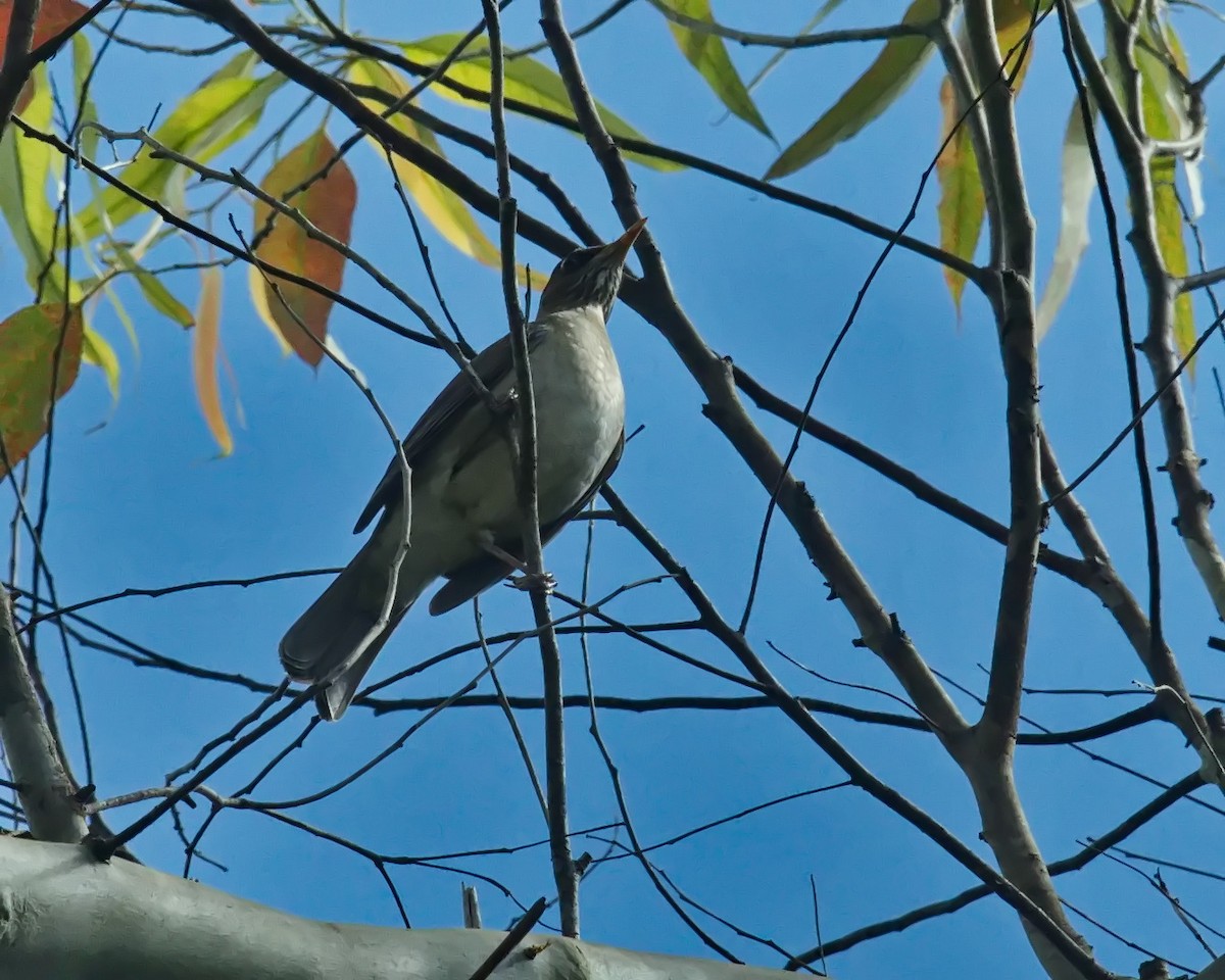 Creamy-bellied Thrush - ML620700108