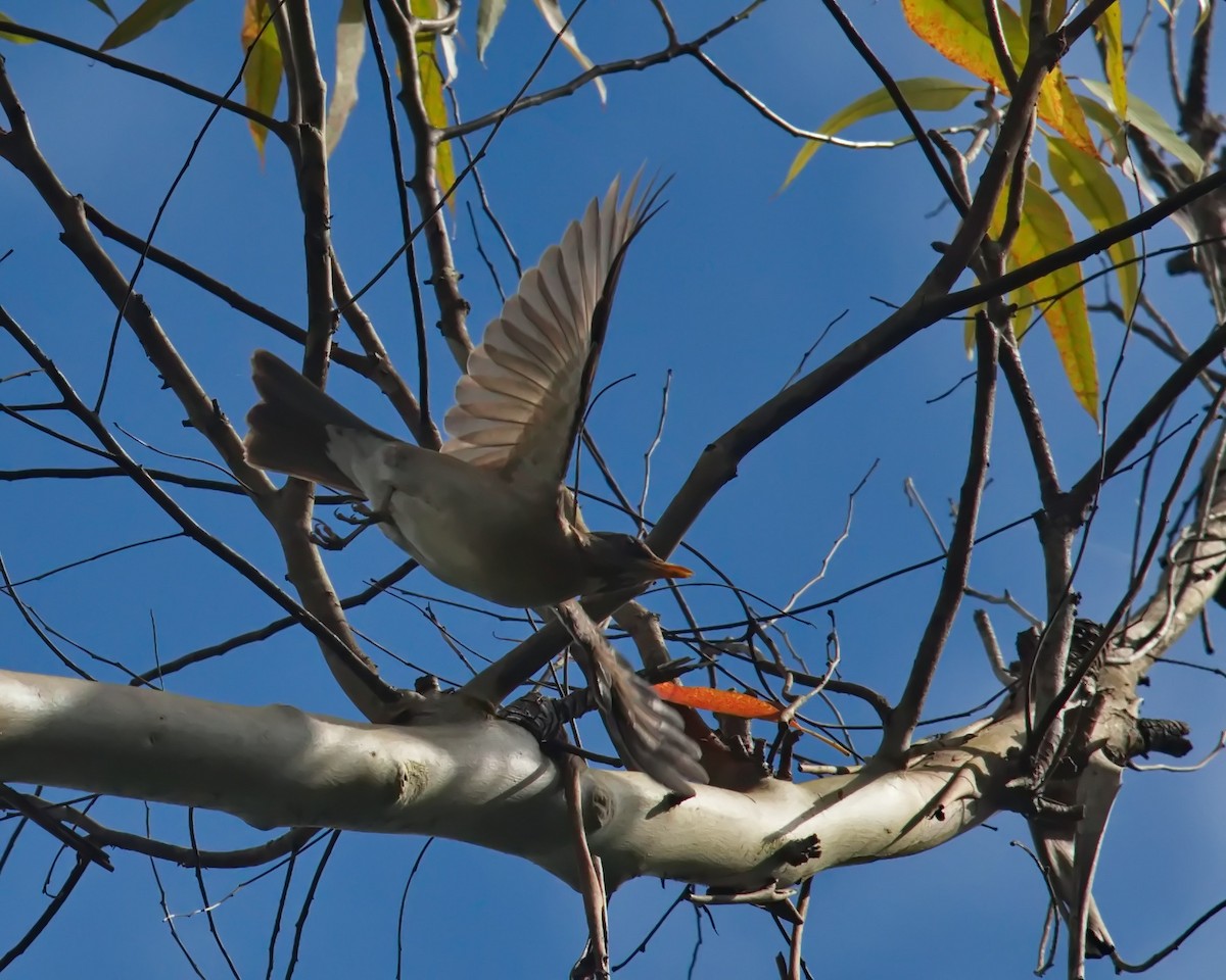 Creamy-bellied Thrush - ML620700109