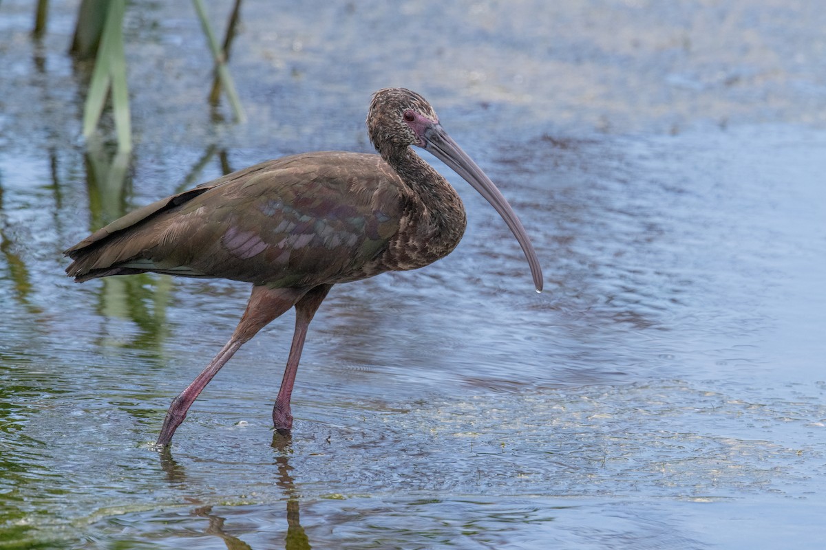 White-faced Ibis - ML620700110