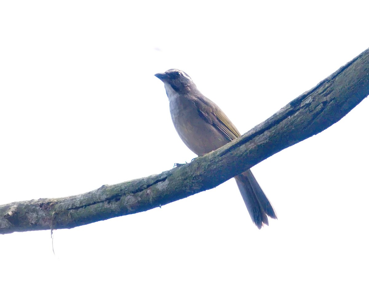 Green-winged Saltator - ML620700113