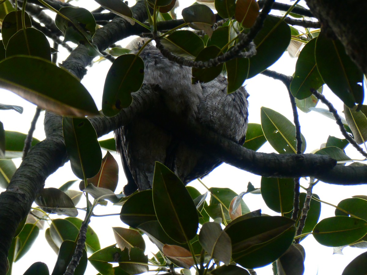 Tawny Frogmouth - ML620700115