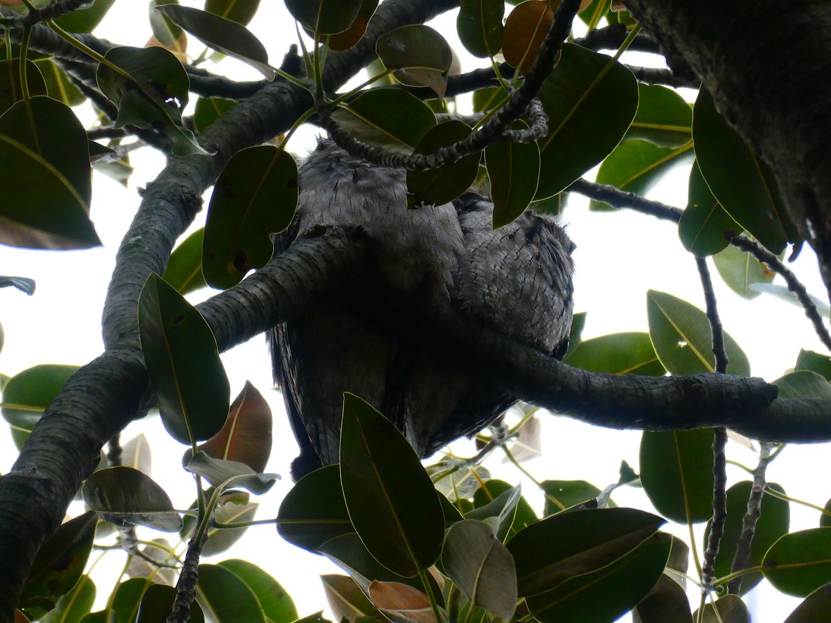 Tawny Frogmouth - ML620700117