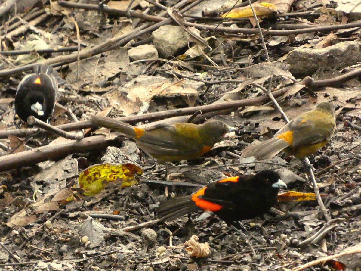 Scarlet-rumped Tanager - ML620700119