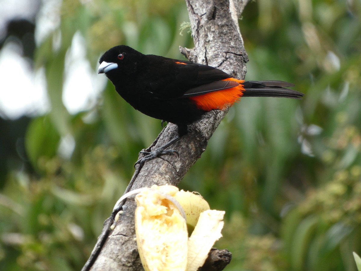 Scarlet-rumped Tanager - ML620700120