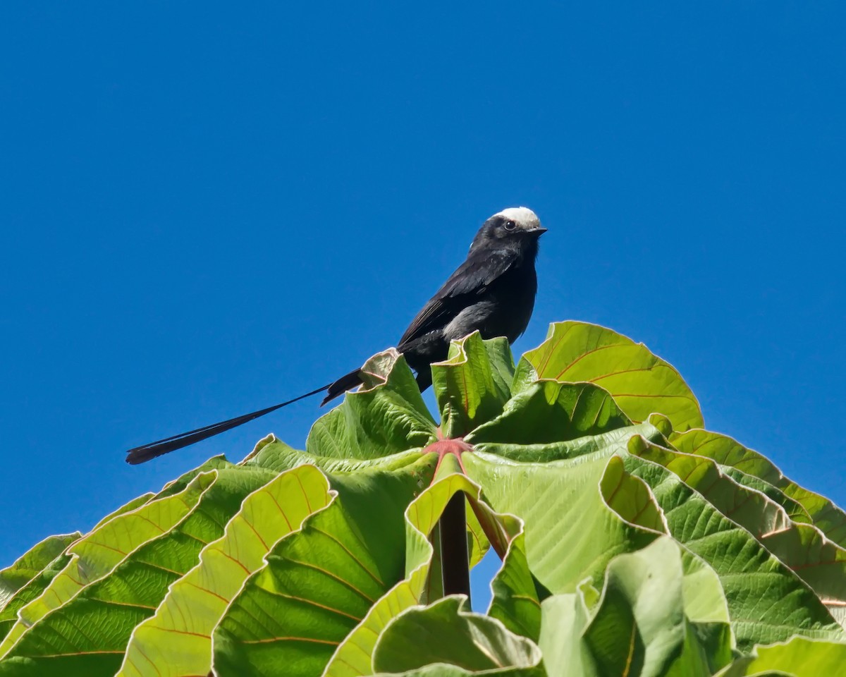 Long-tailed Tyrant - ML620700122