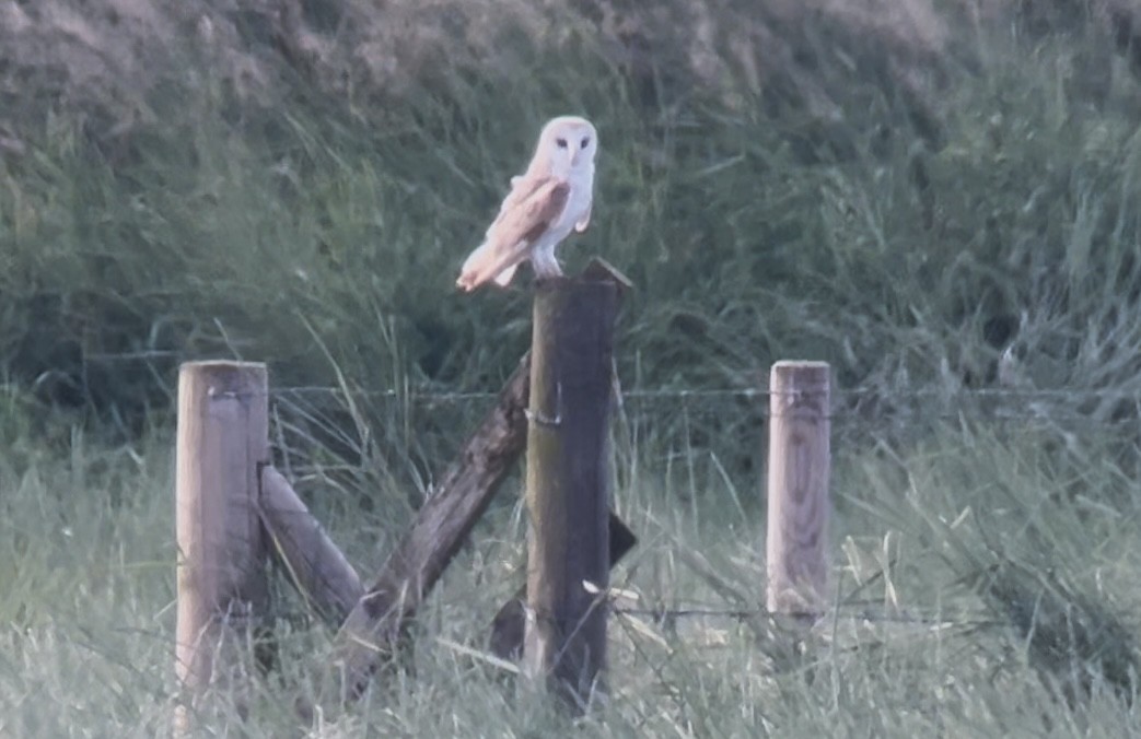 Barn Owl - ML620700124