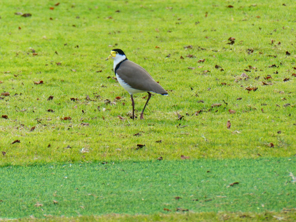 Masked Lapwing - ML620700125