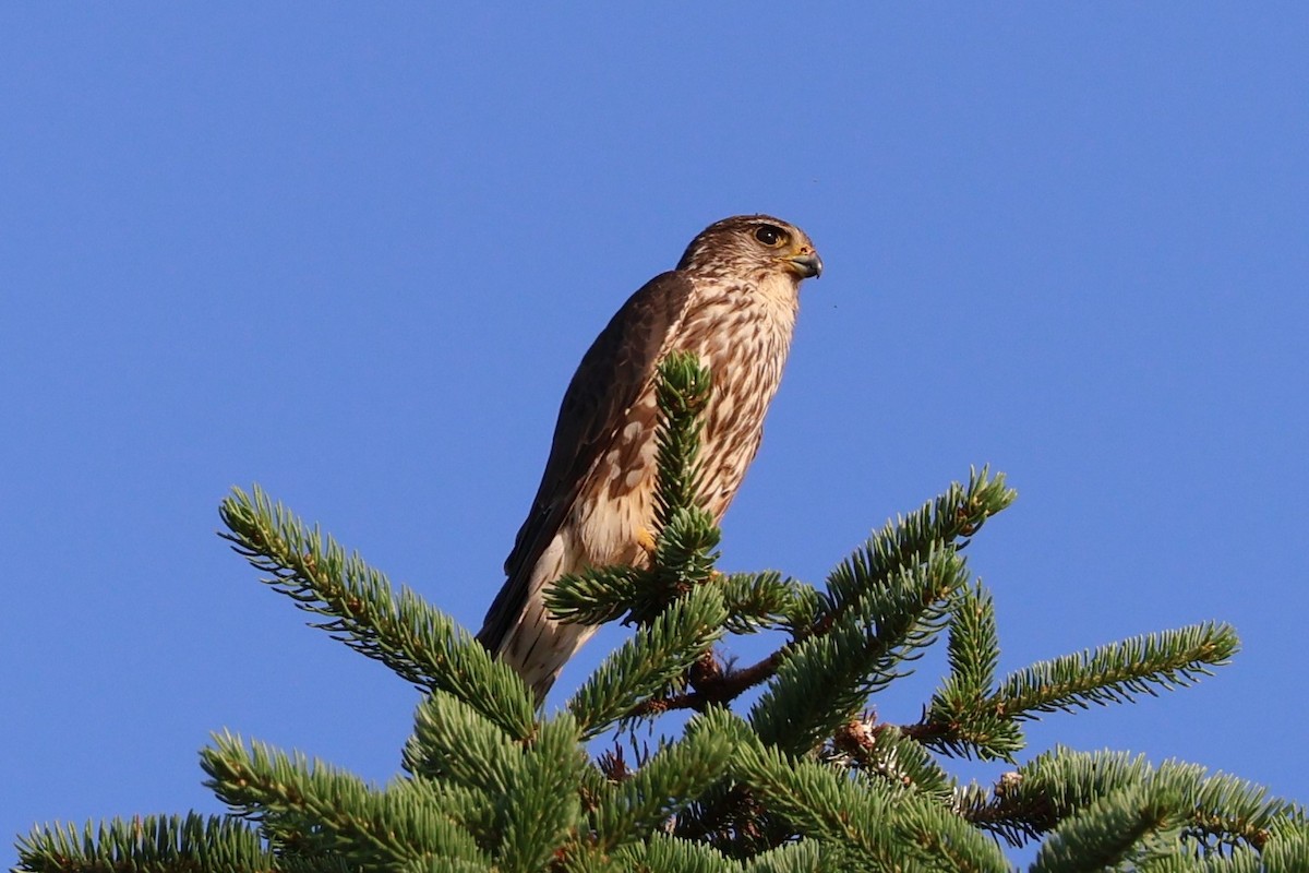 dřemlík tundrový (ssp. columbarius) - ML620700126