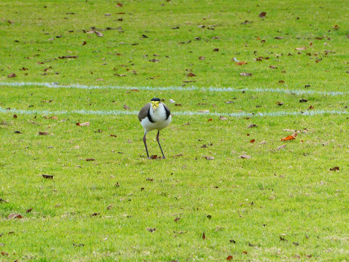 Masked Lapwing - ML620700127