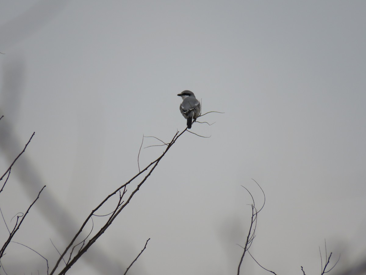 Chinese Gray Shrike - ML620700128