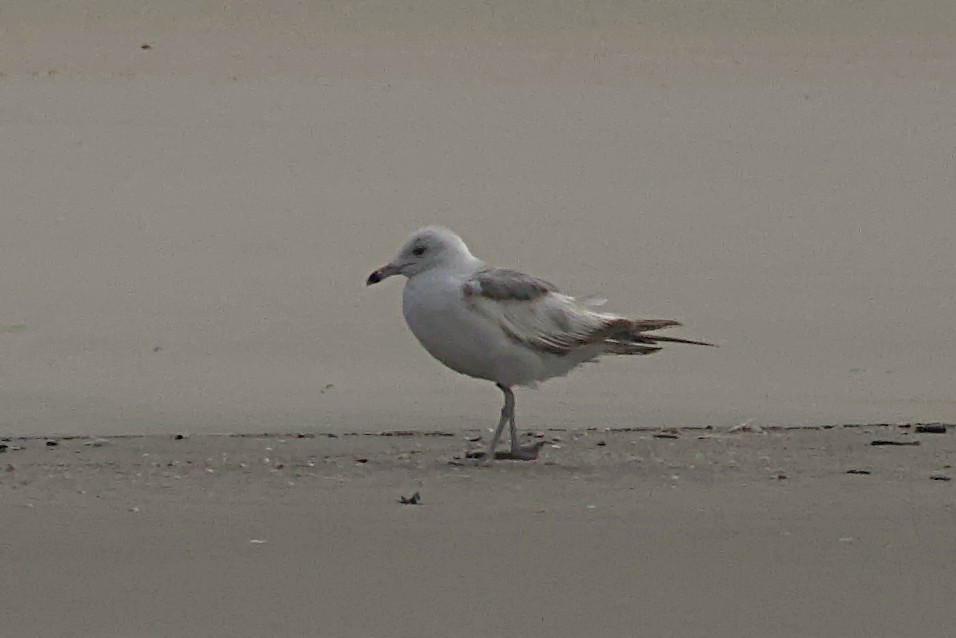 Ring-billed Gull - ML620700129