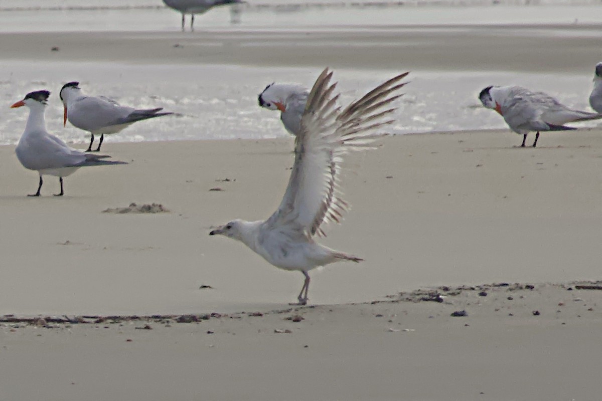 Ring-billed Gull - ML620700130