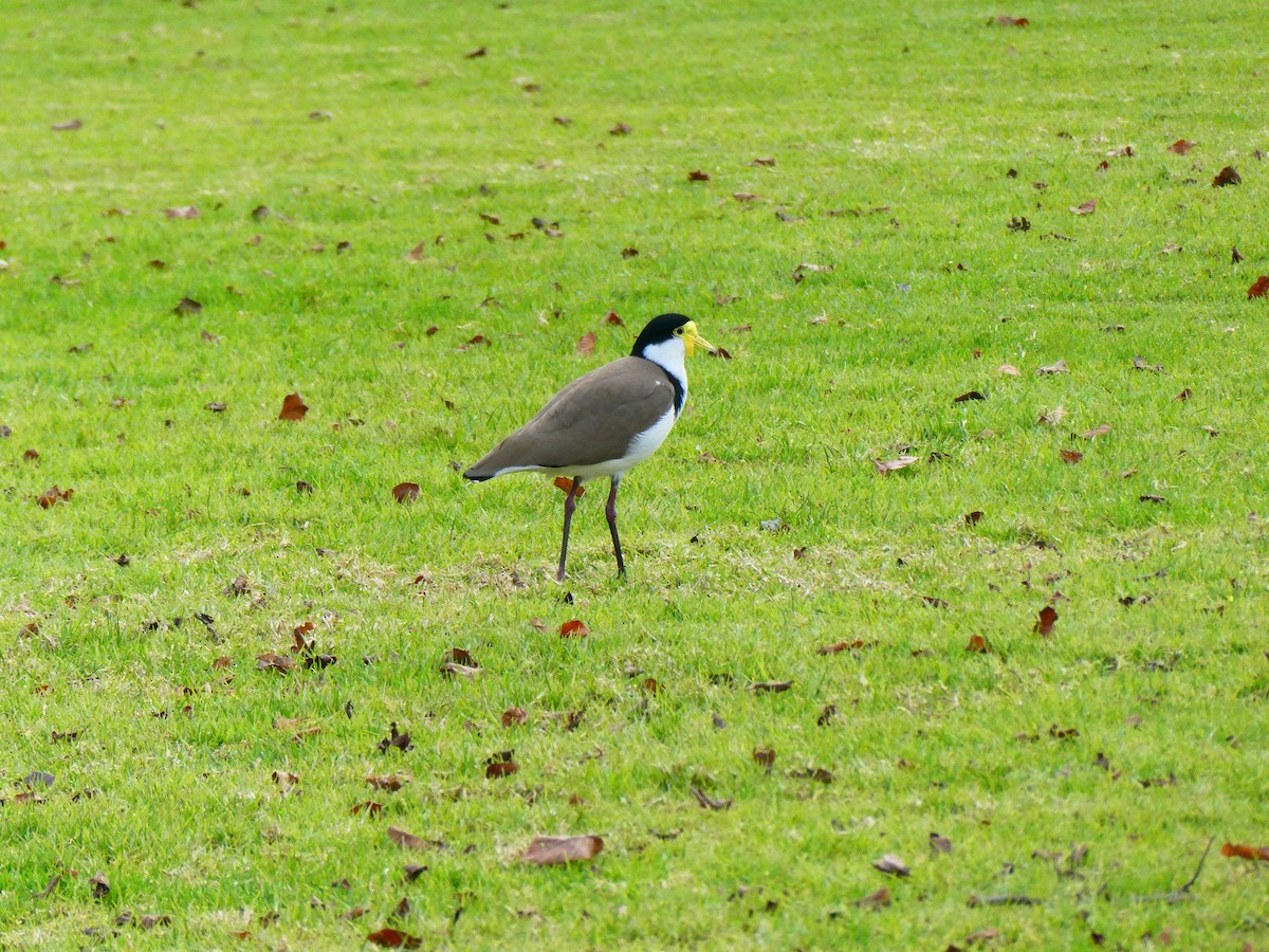 Masked Lapwing - ML620700131