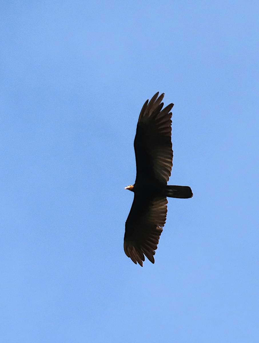 Greater Yellow-headed Vulture - ML620700135