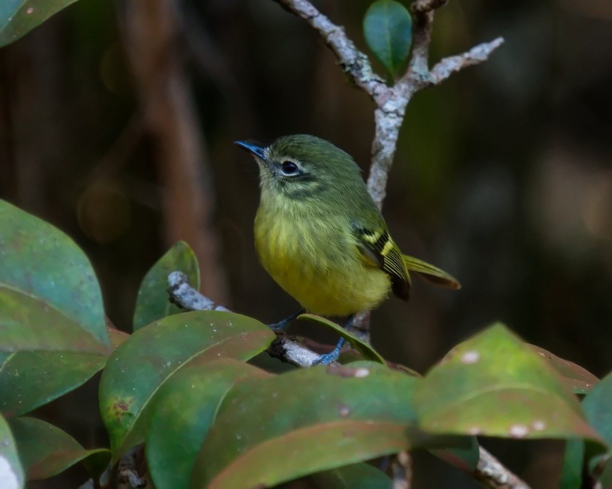 Mottle-cheeked Tyrannulet - ML620700137