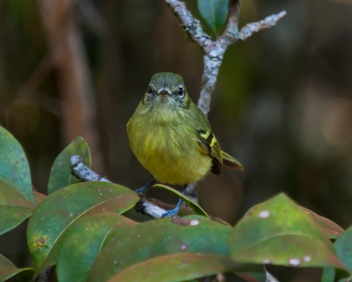 Mottle-cheeked Tyrannulet - ML620700138