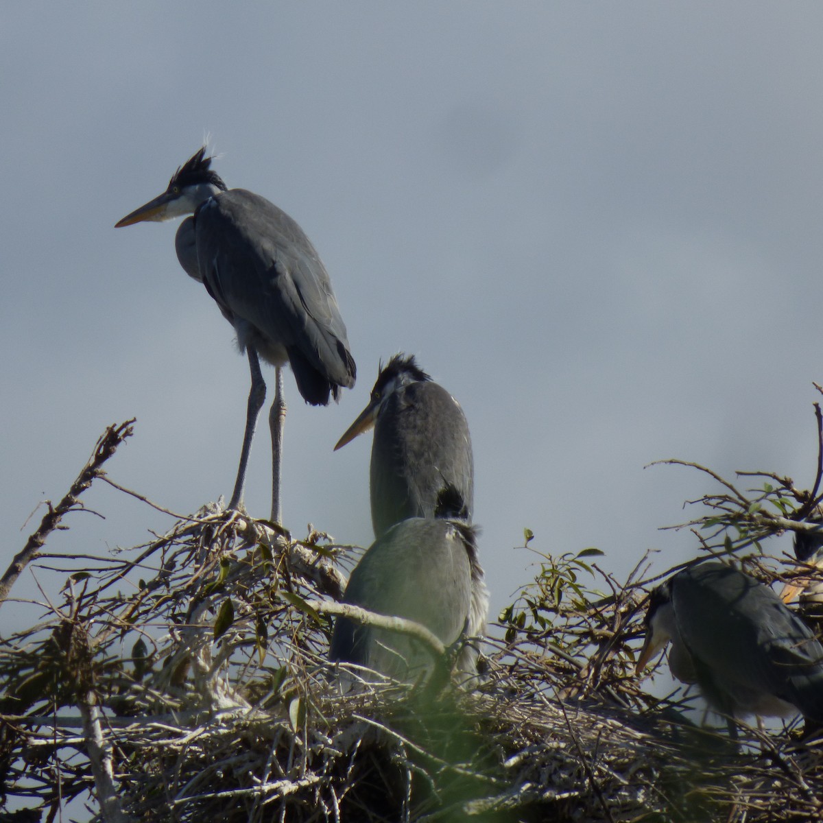 Garza Cuca - ML620700139