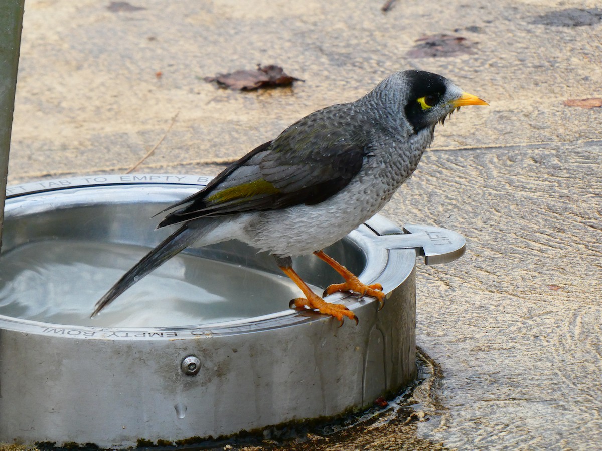 Noisy Miner - Lev Ramchen