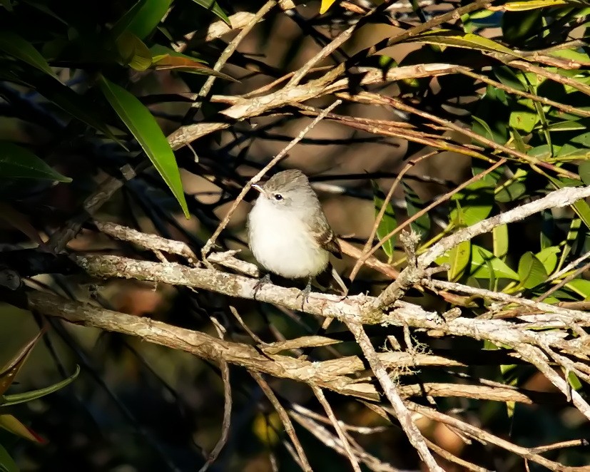 Southern Beardless-Tyrannulet - ML620700141