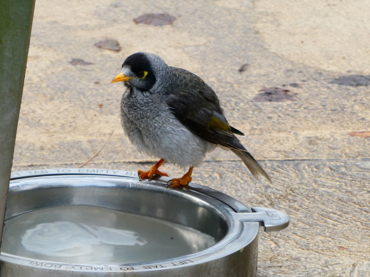 Noisy Miner - ML620700143