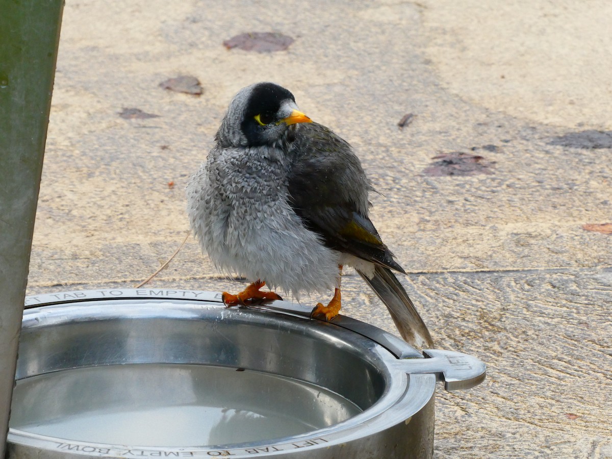 Noisy Miner - Lev Ramchen