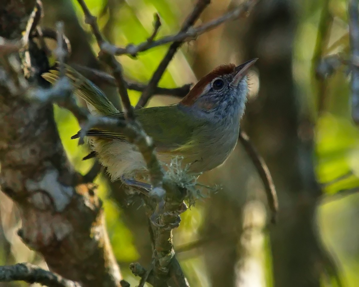 Gray-eyed Greenlet - ML620700147