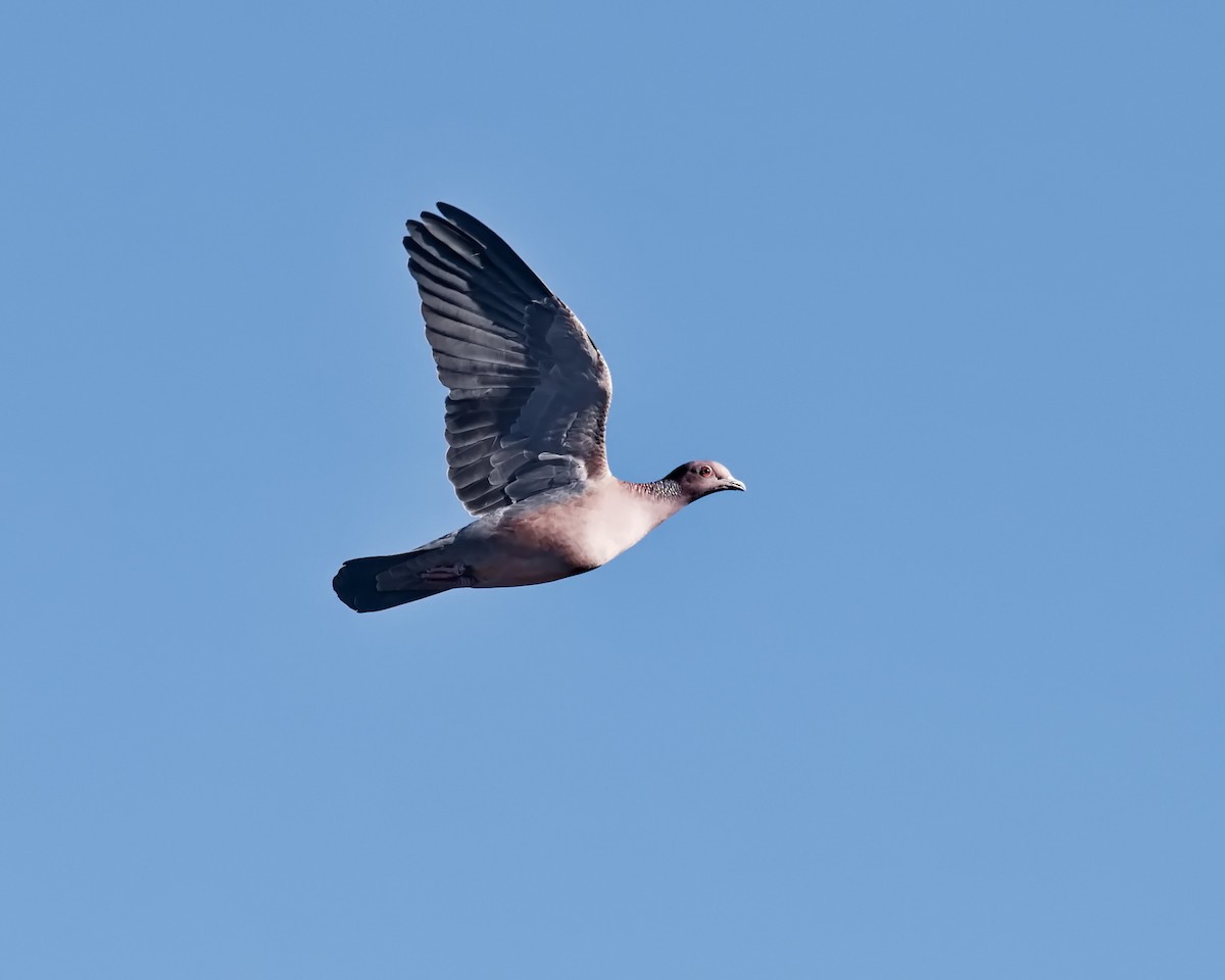 Picazuro Pigeon - ML620700148