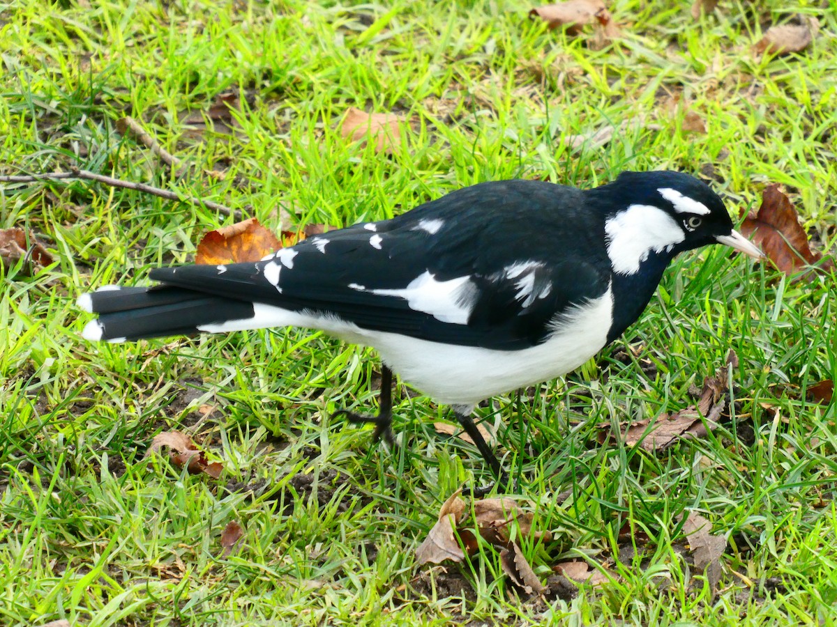 Magpie-lark - ML620700149