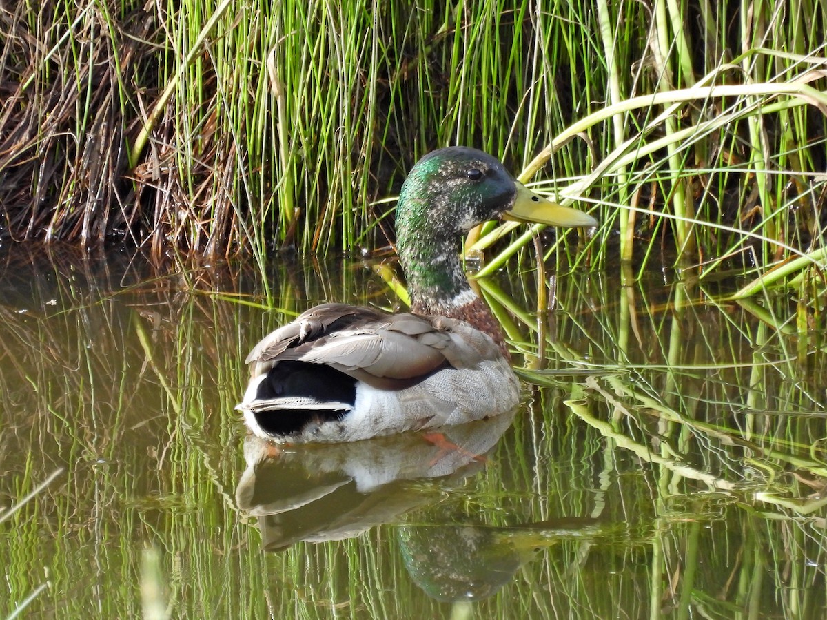 Mallard - Spencer Hurt