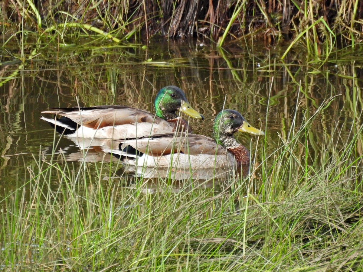 Canard colvert - ML620700151