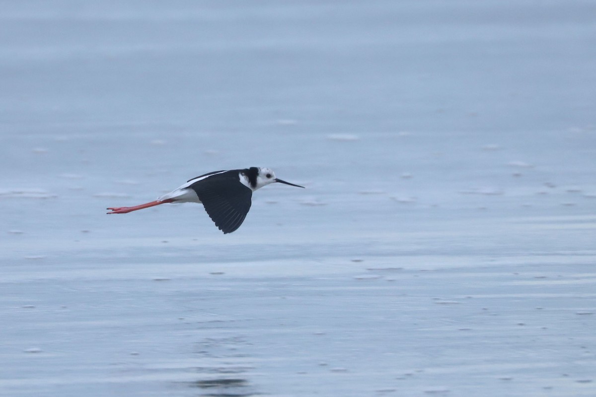 Pied Stilt - ML620700153