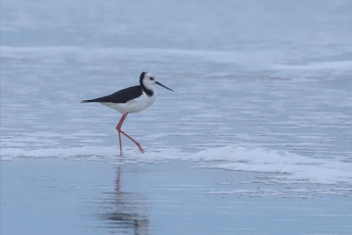 Pied Stilt - ML620700154