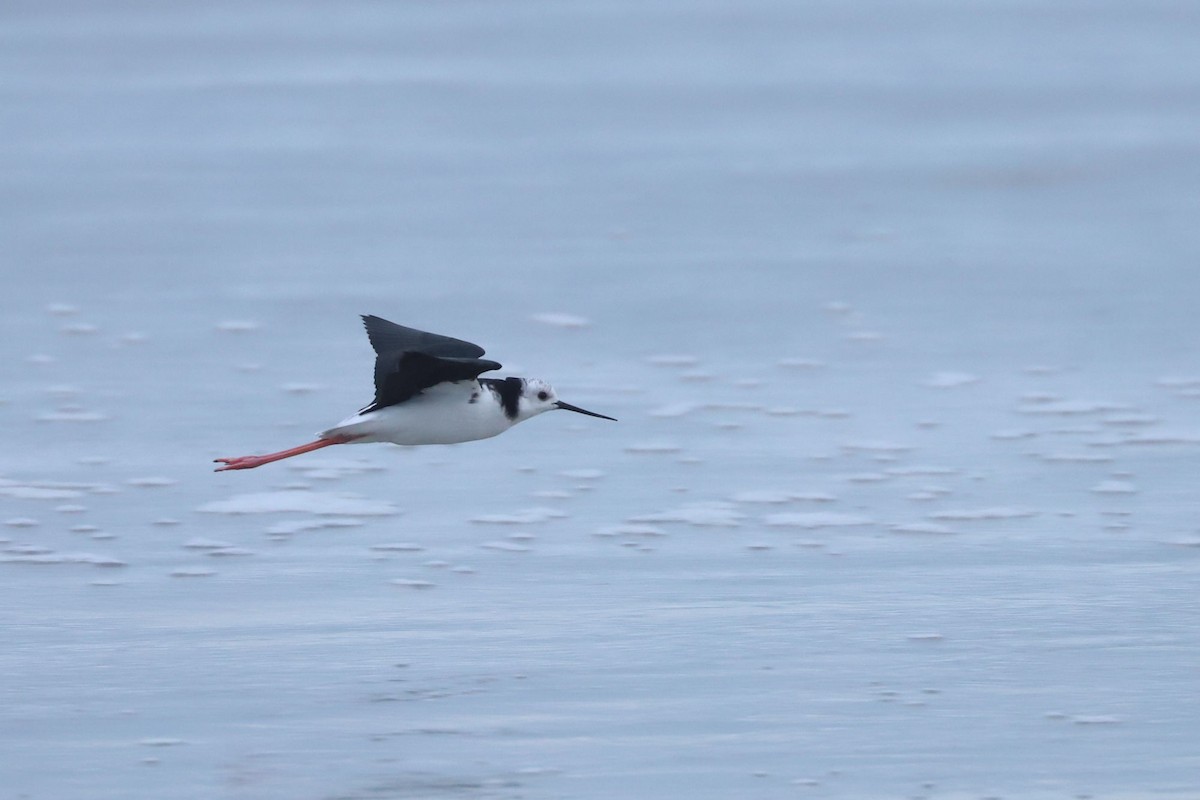 Pied Stilt - ML620700155