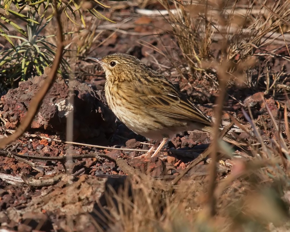 Hellmayr's Pipit - ML620700158