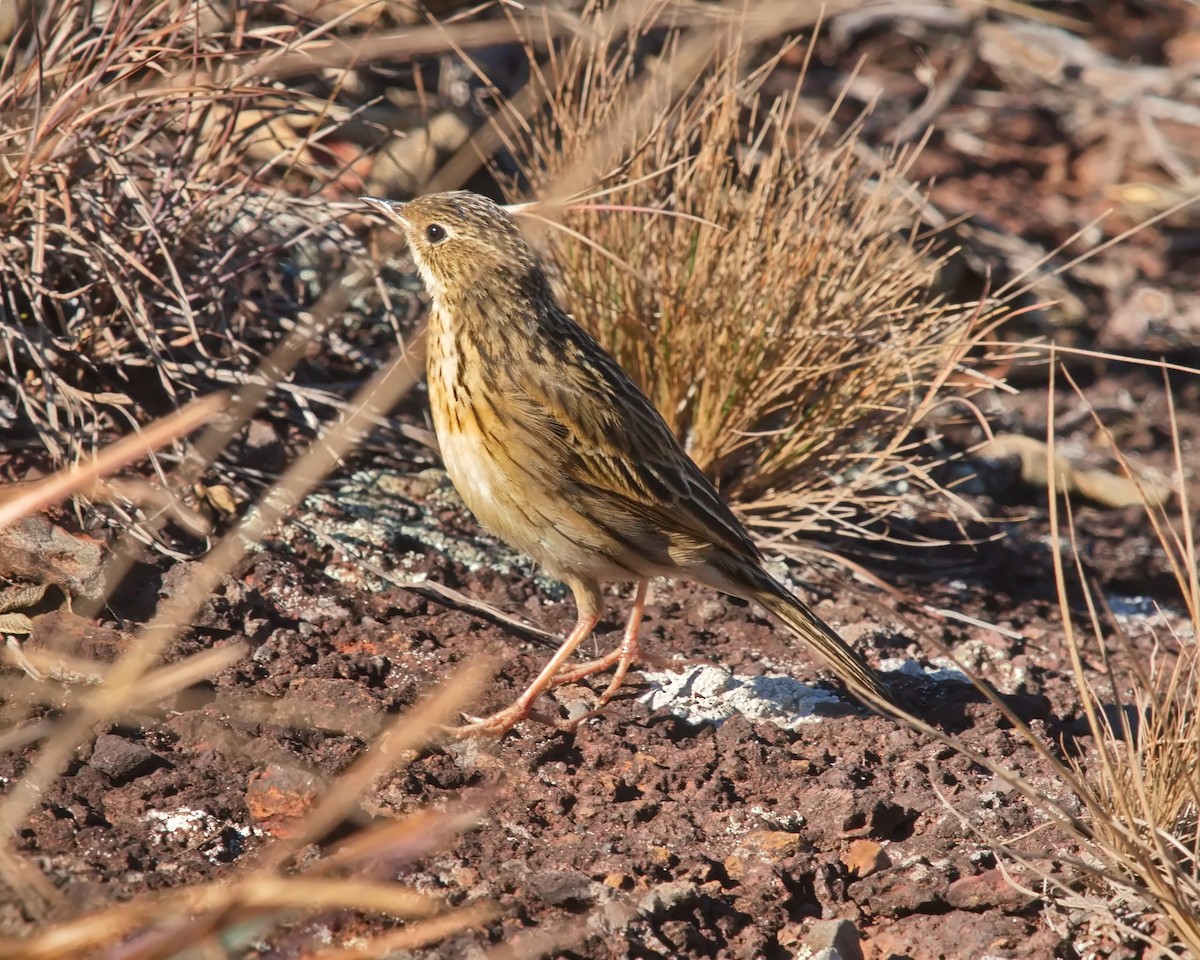 Hellmayr's Pipit - ML620700160