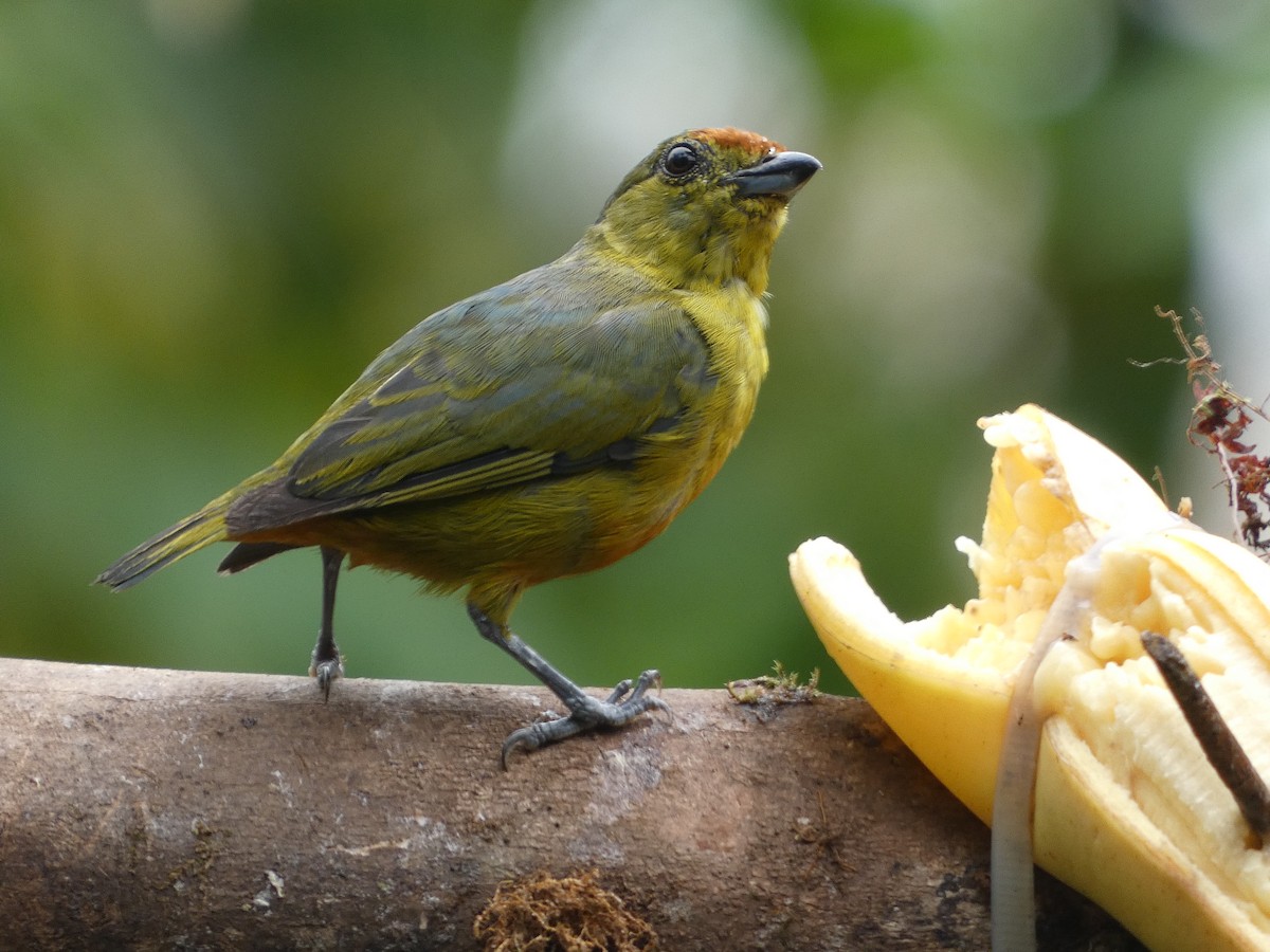 Spot-crowned Euphonia - Larissa  Barrios