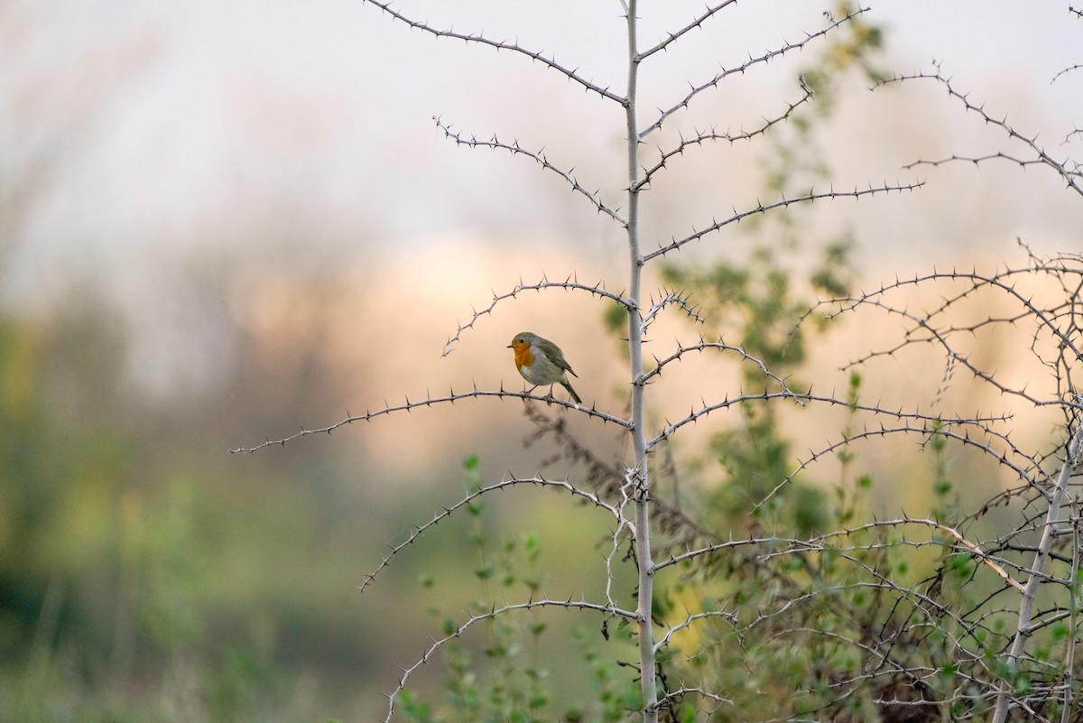 European Robin - ML620700162