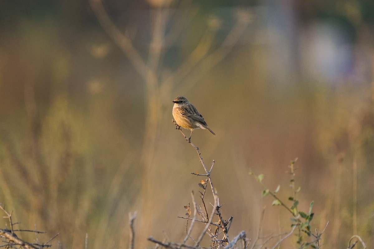 European Stonechat - ML620700165