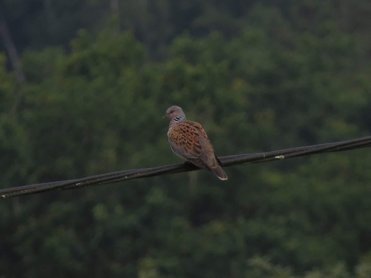 European Turtle-Dove - ML620700166