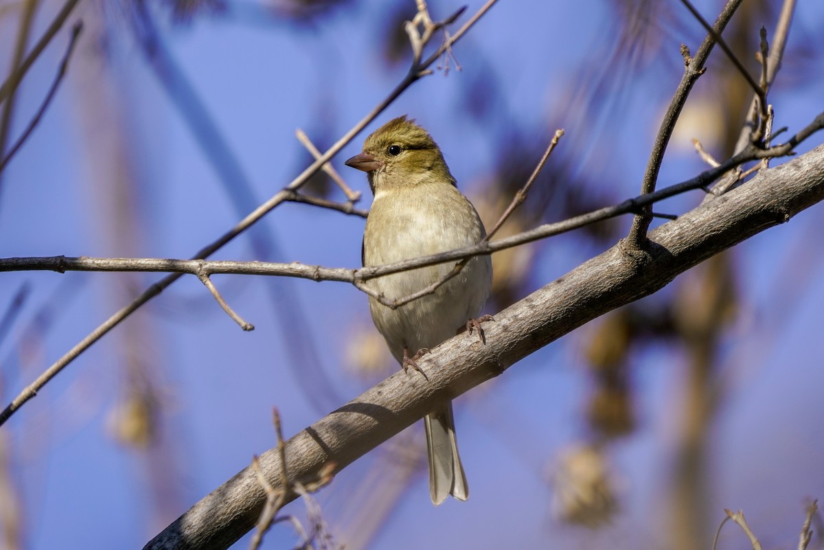 Common Chaffinch - ML620700167