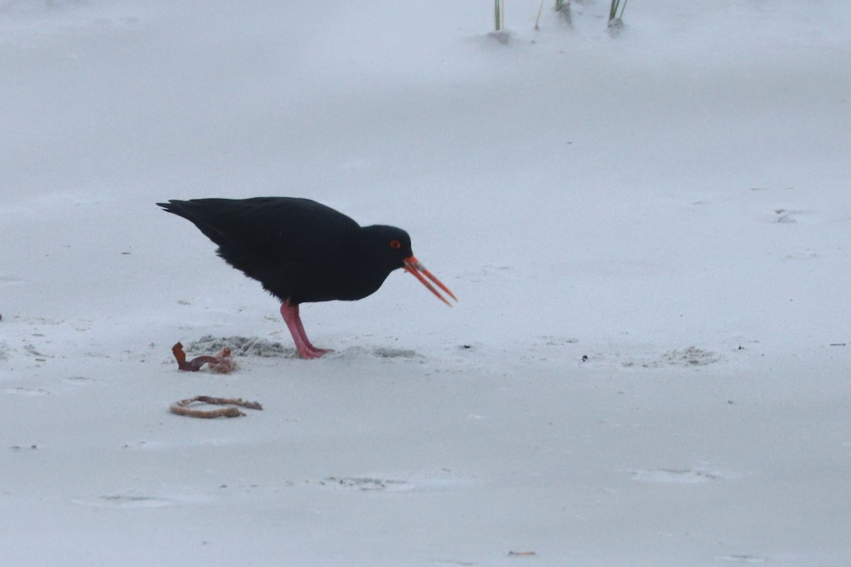 Variable Oystercatcher - ML620700168