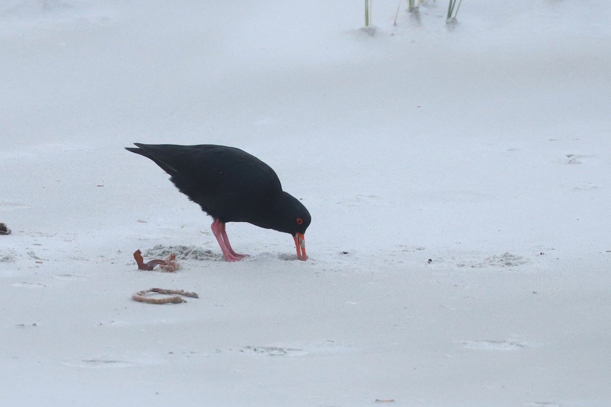 Variable Oystercatcher - ML620700170