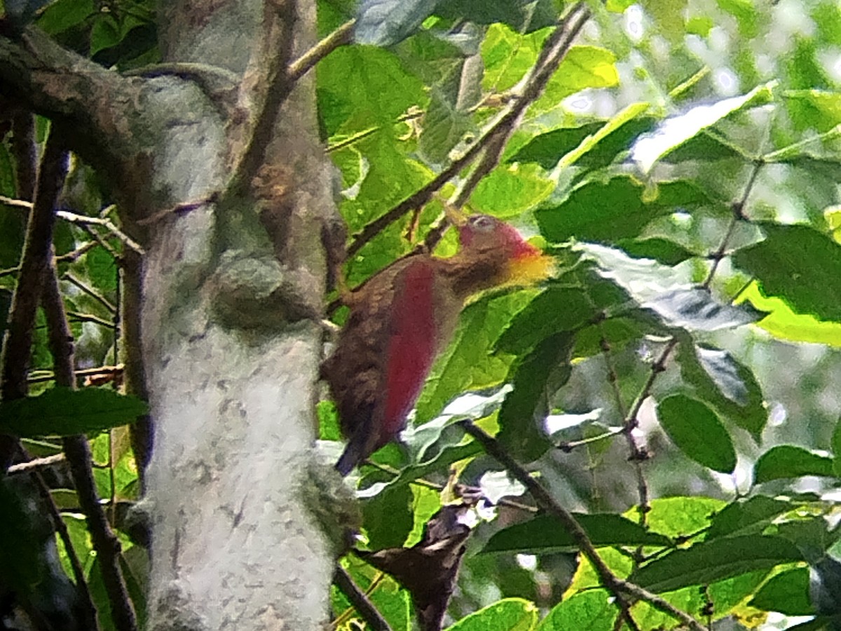 Crimson-winged Woodpecker - ML620700171