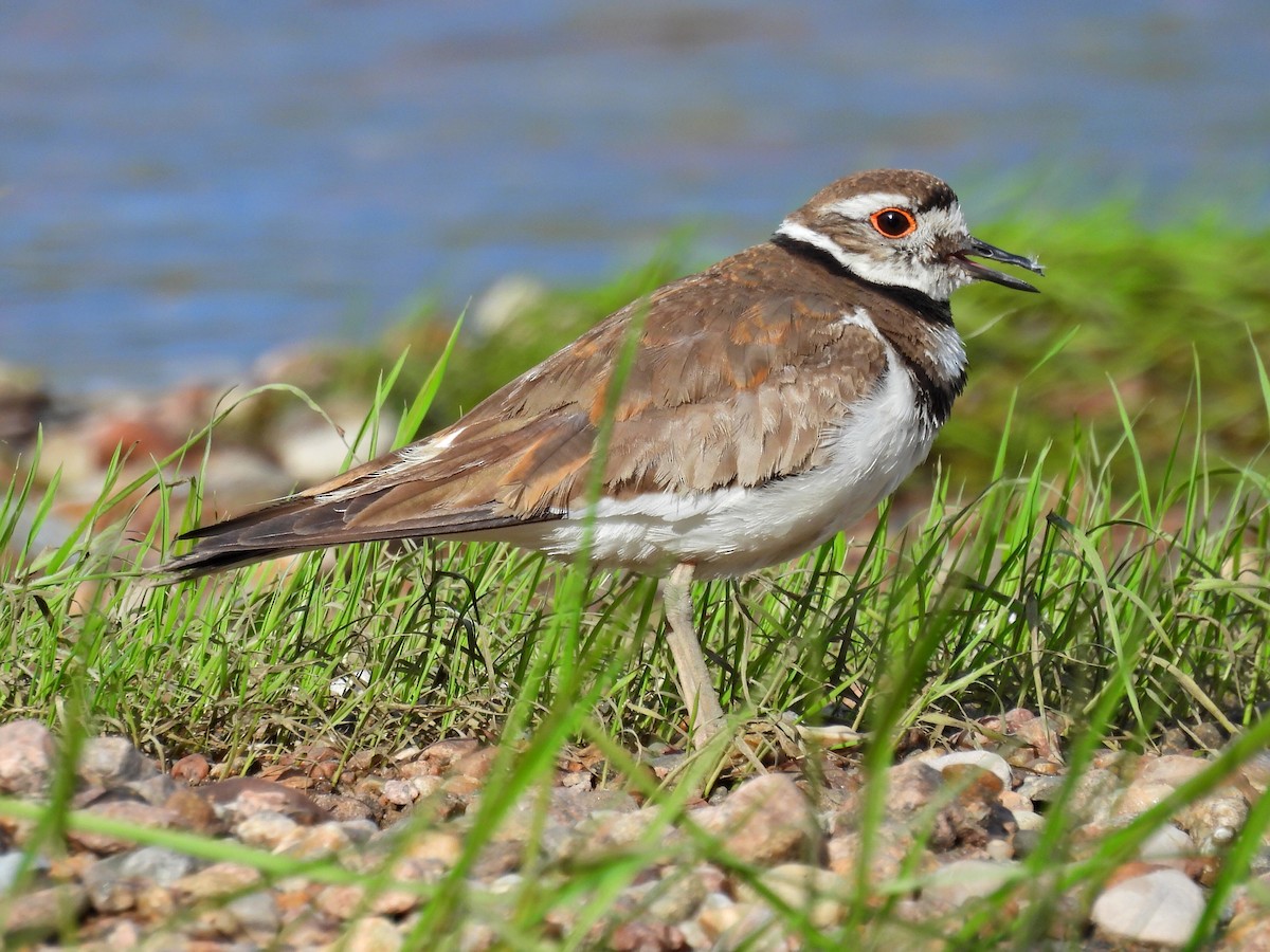 Killdeer - ML620700175