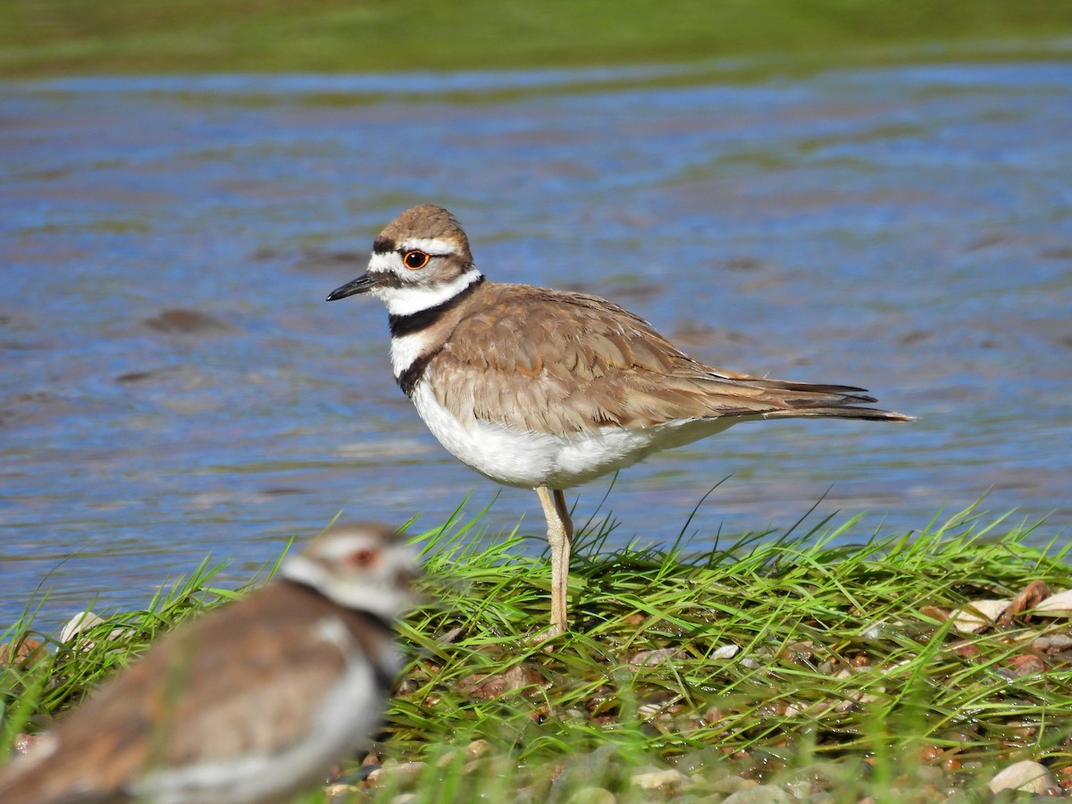 Killdeer - ML620700176